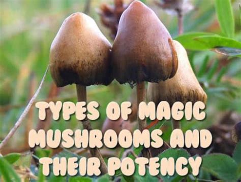 Exploring the Link Between Magic Mushroom Price and Psychedelic Experiences